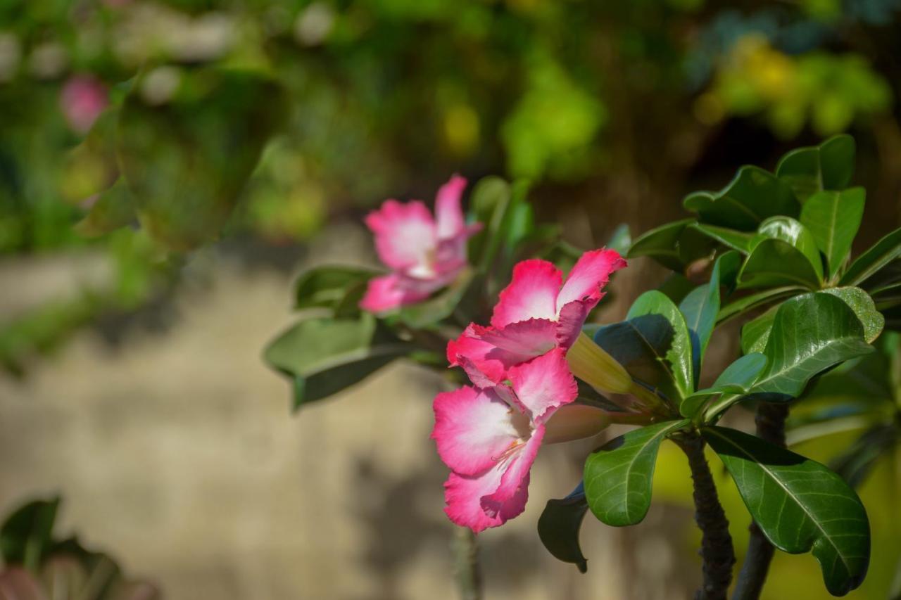 Janu Homestay Tangalle Esterno foto