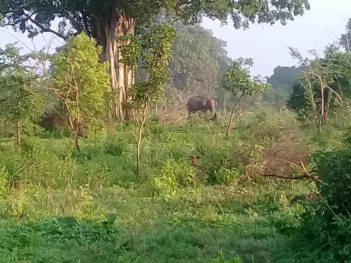 Janu Homestay Tangalle Esterno foto